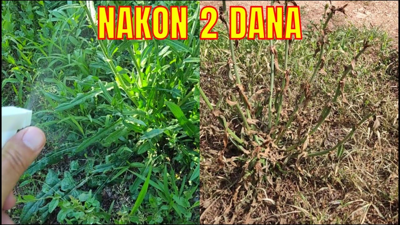 Uništite korov za 2 dana sastojcima iz domaćinstva