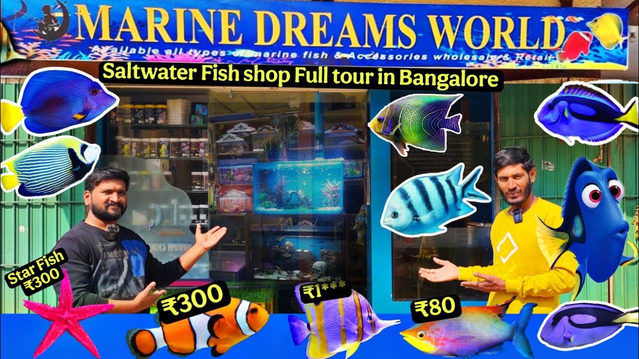 Star Fish ,Nemo Fish , All saltwater fish in cheap price in Marine Dreams World Bangalore