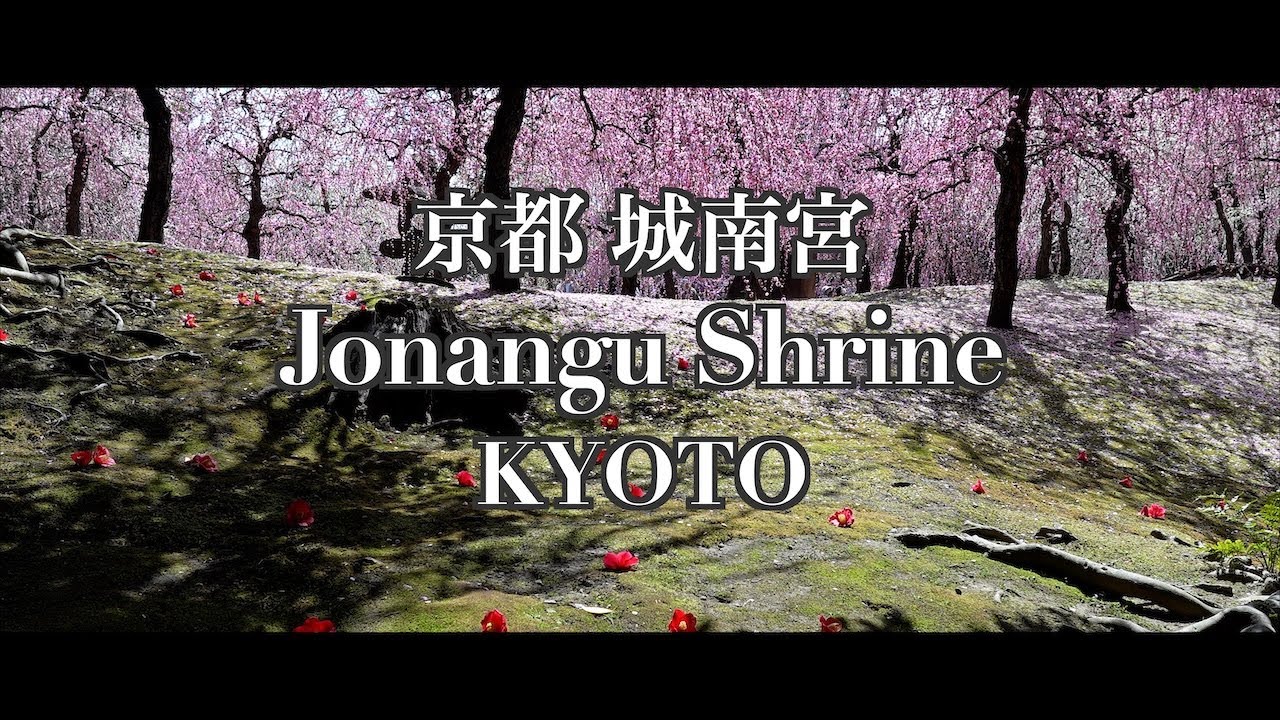 Plum and camellia flowers at Jonangu Shrine in Kyoto 2025