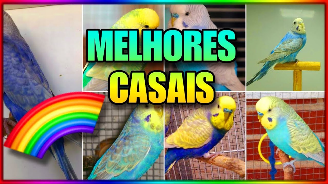 MELHORES CASAIS DE PERIQUITO PRA TIRAR FILHOTES ARCO ÍRIS 🌈🌈