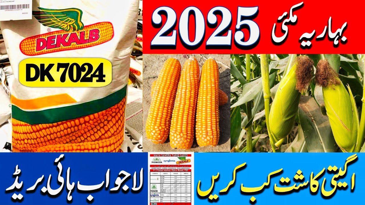 Which is the Best Spring Maize Hybrid 2025 for Early Sowing - Mazhar Agr Info بہاریہ مکئی اگیتی کاشت