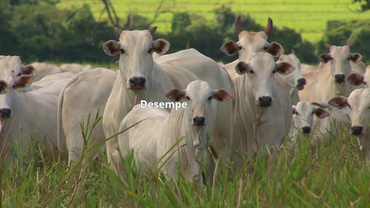 GENE+: gestão, genética e resultado real na pecuária de corte e leite
