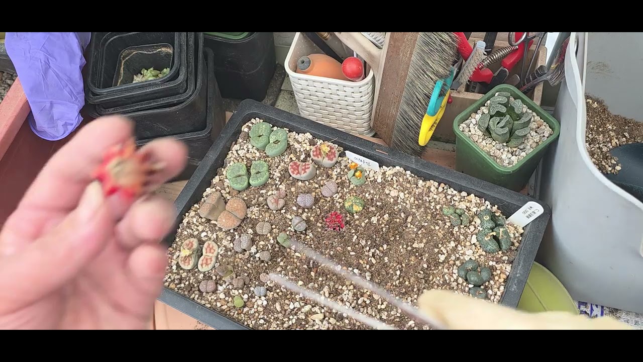 리톱스가 얼었나봐요