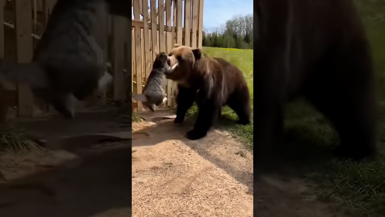 The bear attacks &mdash; but the cat saves the day 🐻🐈🐕