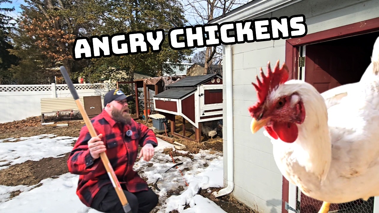 ANGRY CHICKENS