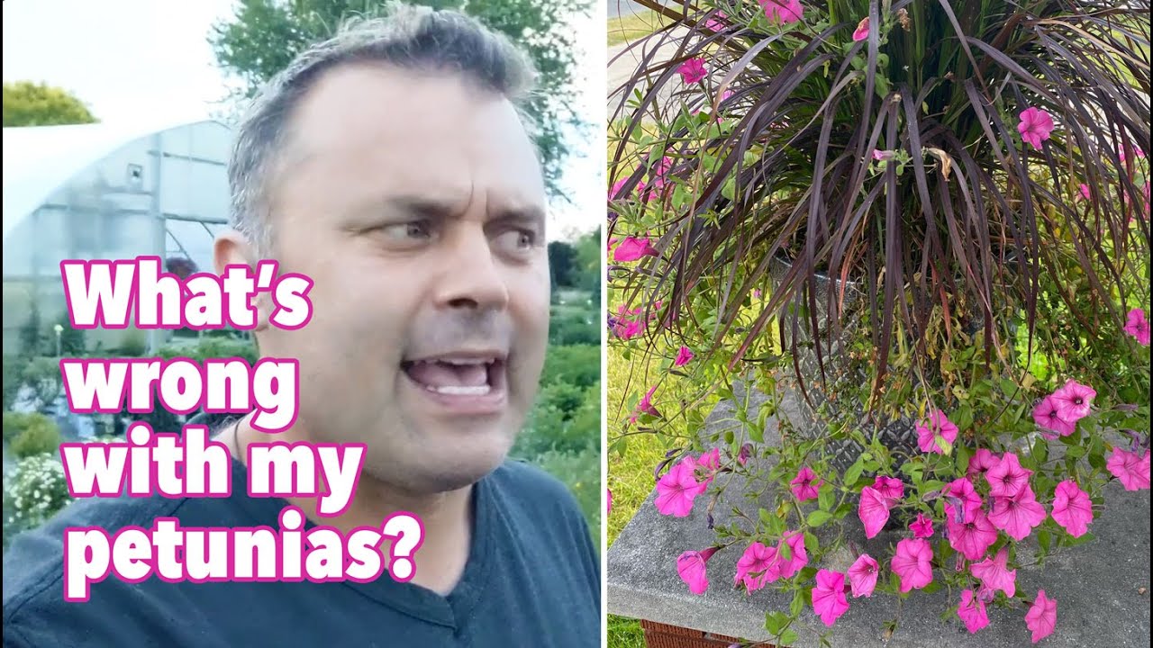 What's Wrong with My Petunias? They Look Terrible