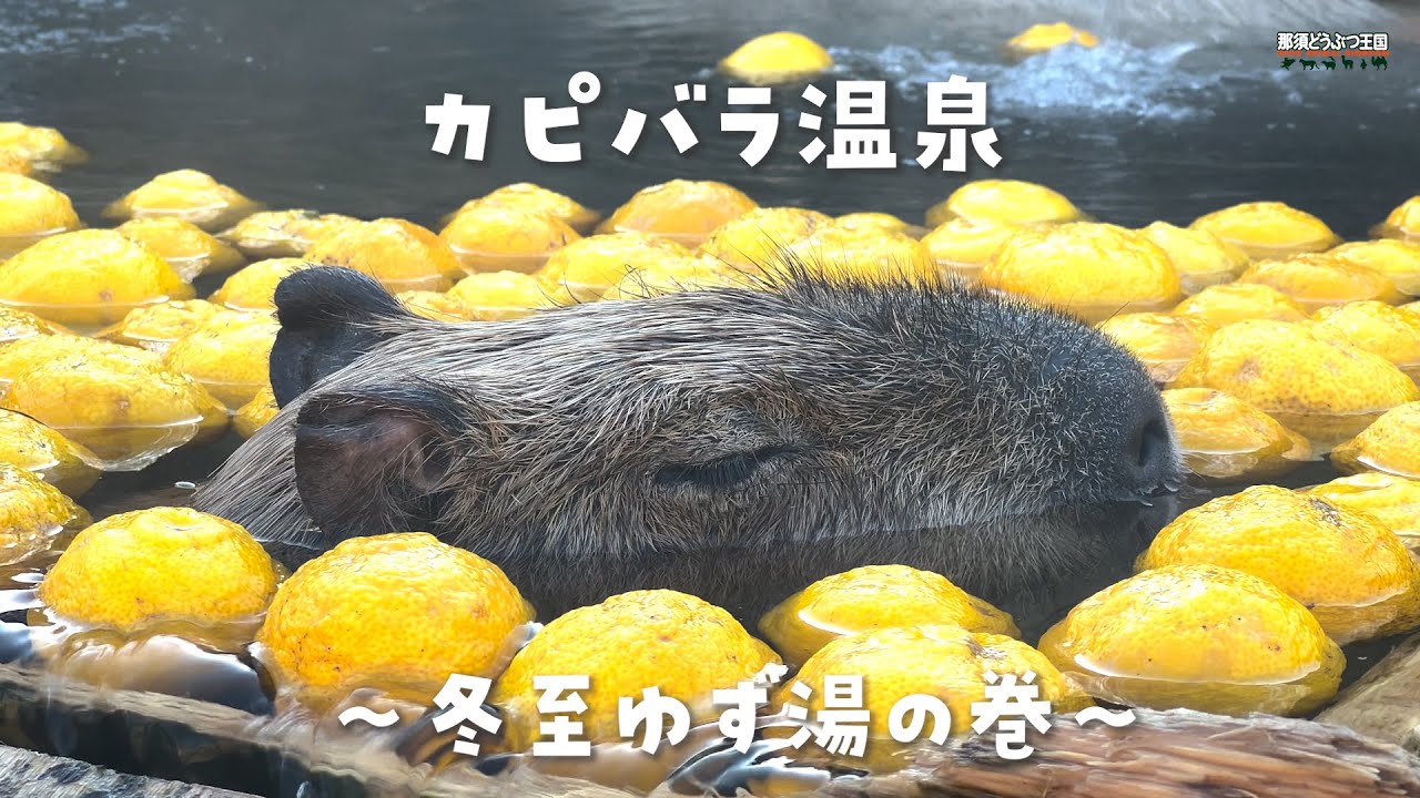 【カピバラ】ゆっくり。まったり。カピバラ温泉　～冬至ゆず湯の巻～