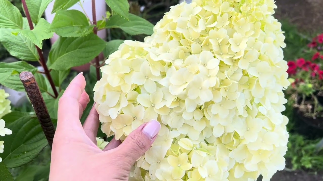 Гортензия метельчатая &laquo;Диамантино&raquo;  Hydrangea paniculata`Diamantino #Диамантина