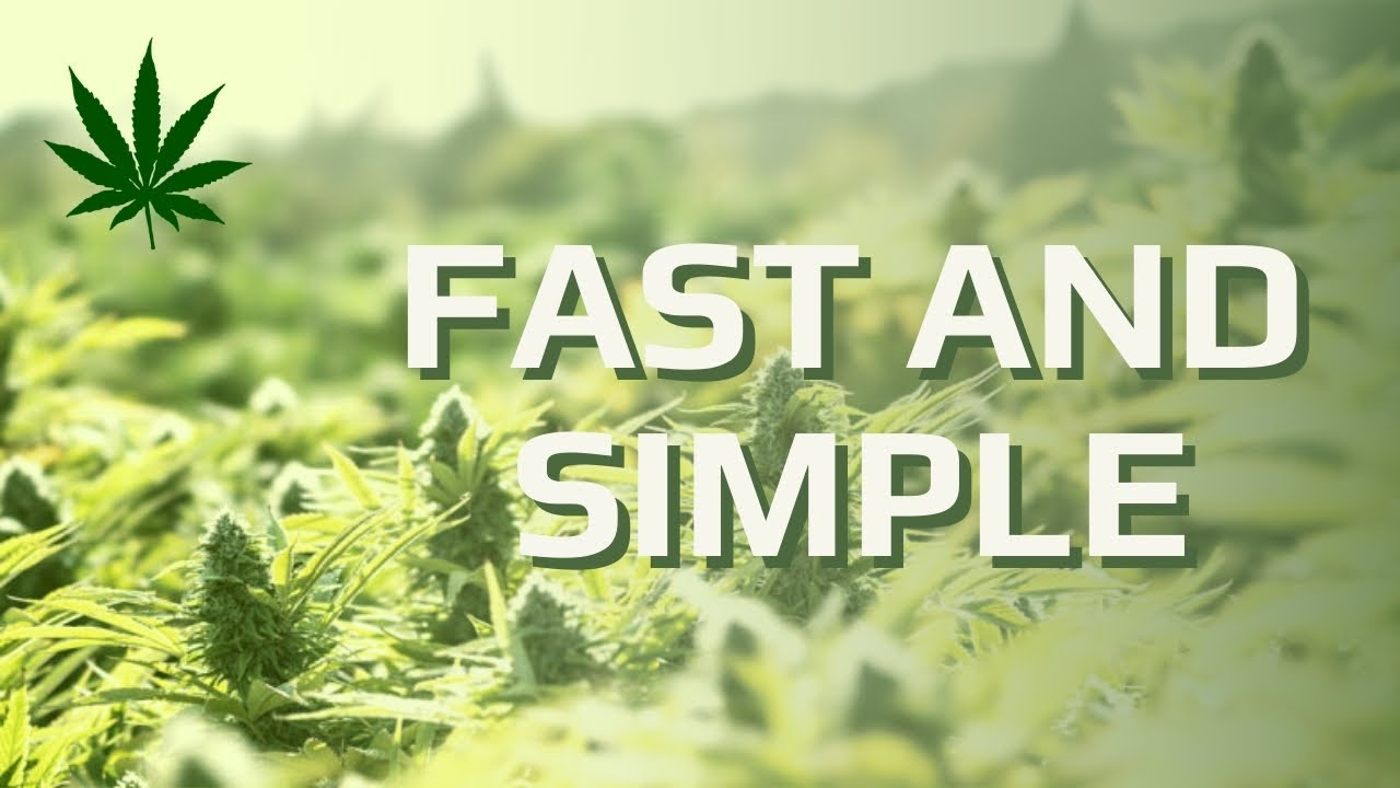 Transplanting Cannabis Made Easy - Simple Technique From Master Cultivator