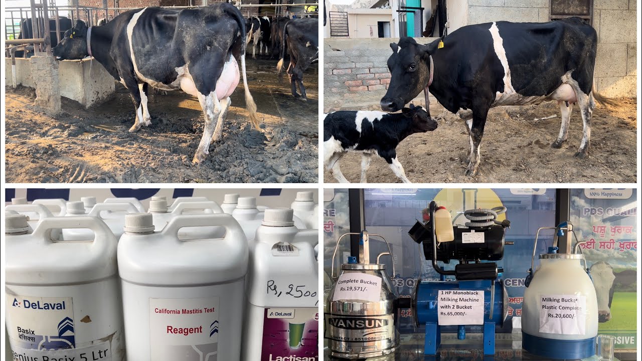 Sag 40116 ਦਾ ਸੂਆ ਪਿਆ || Rodeo Female Calf || PDFA ਤੋ ਗਾਂਵਾਂ ਲਈ ਸਮਾਨ ਖ਼ਰੀਦਿਆ || Bassi Dairy Farm