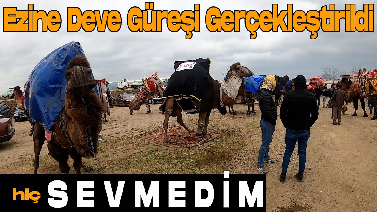 EZİNE DEVE GÜREŞLERİ 13.02.2022 PAZAR