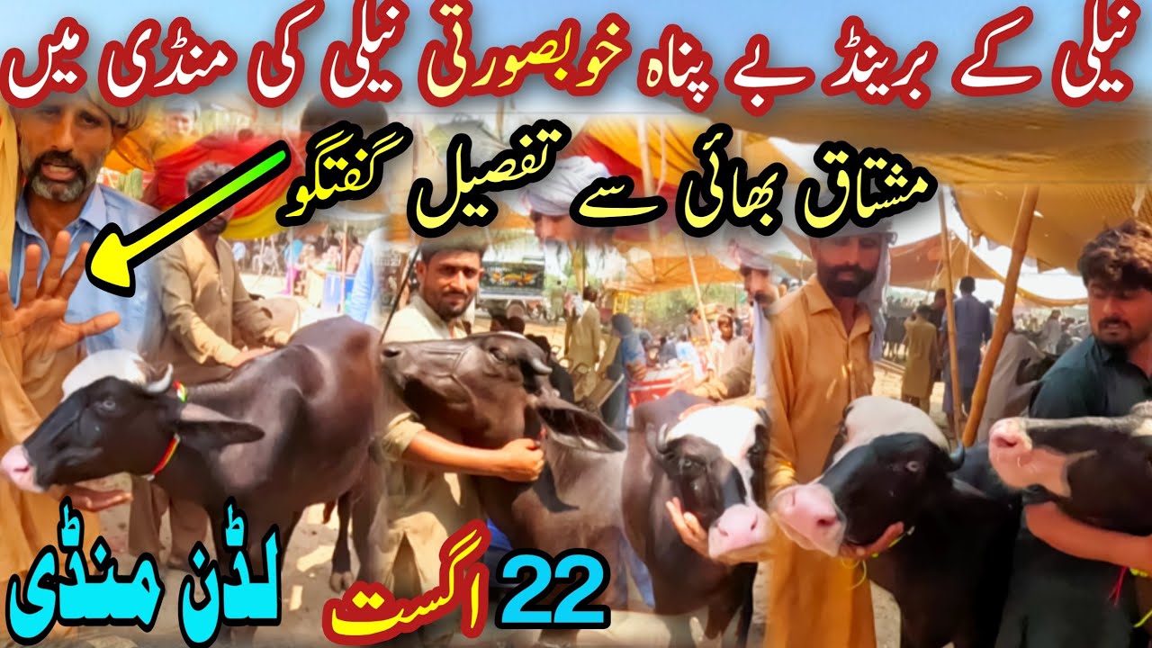 LUDDAN BUFFALO MARKET || Pure Nili Ravi Breed In Pakistan || Katti Farming || Price Update ||