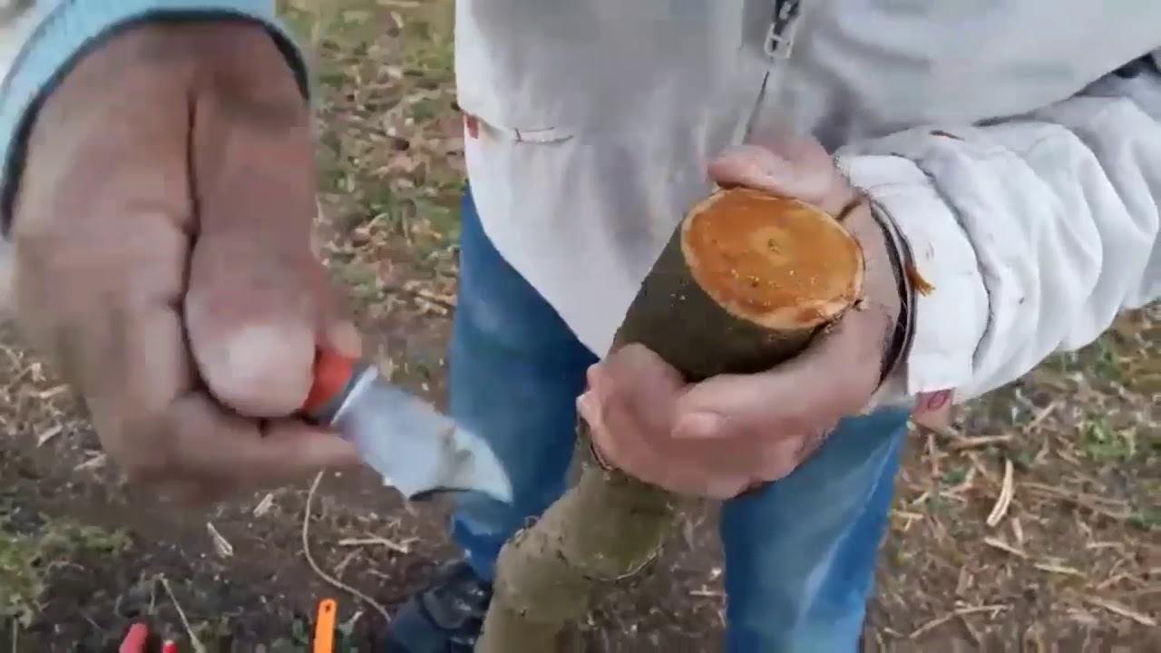 Kiwi tree:Grafting/Μπόλιασμα ακτινιδίας