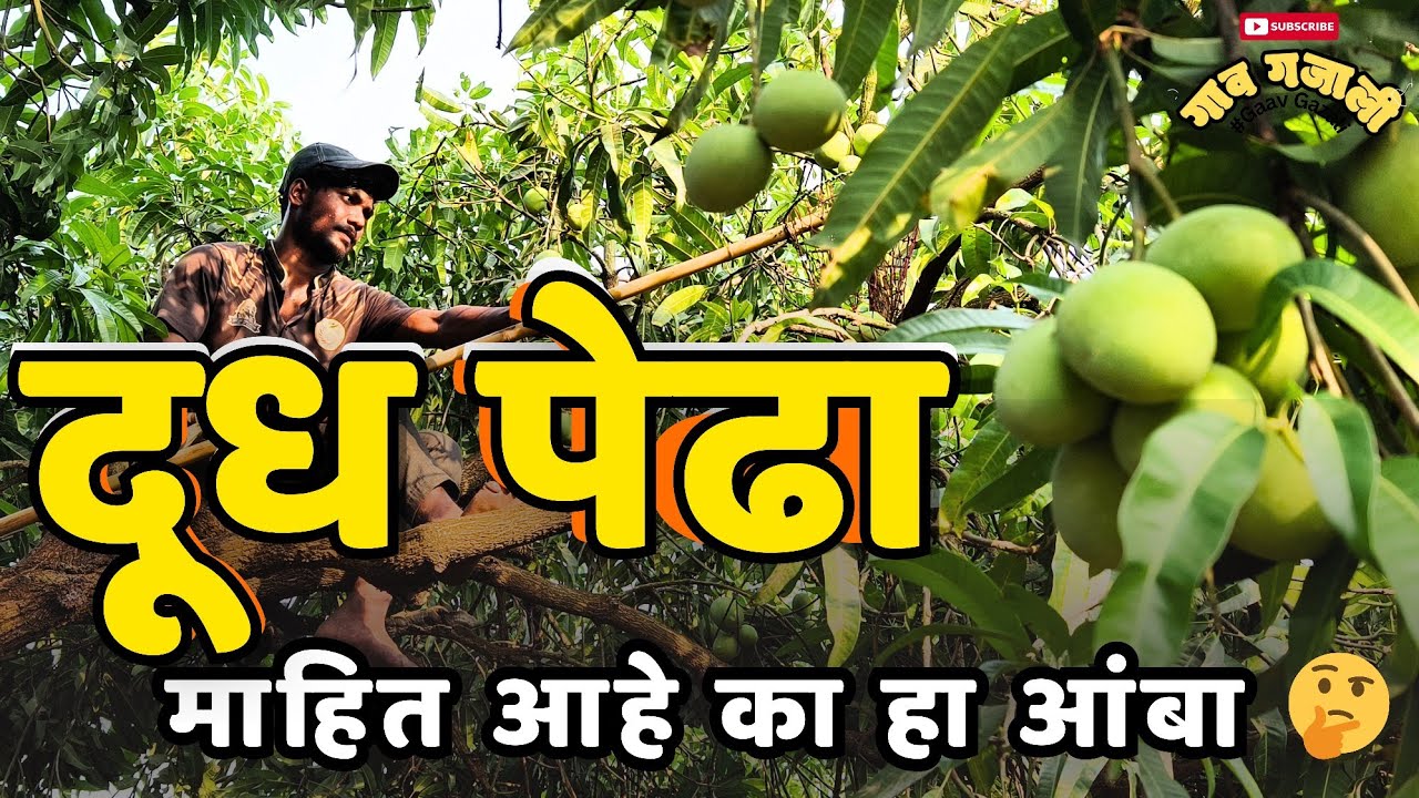 हापूस,केसर पेक्षा जास्त गोड आंबा..खायचाय का ? 😋