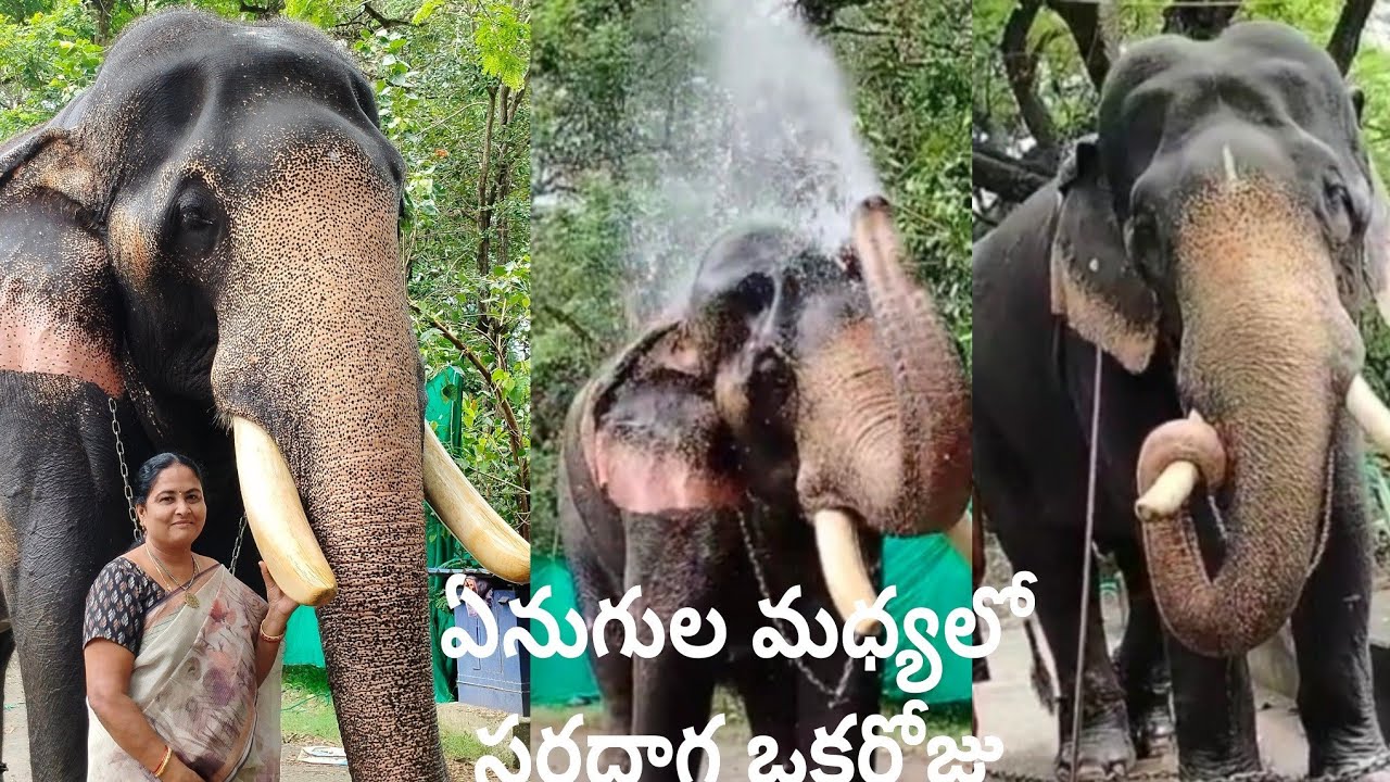 Punnathur Kotta Elephant Camp / Anakkotta / Guruvayoor Dewaswom / Thrissur Tourism.