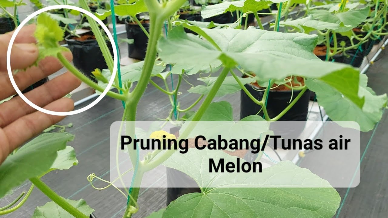 Cara Pruning Tunas Air MELON ❗️Melon Hidroponik vlog 5
