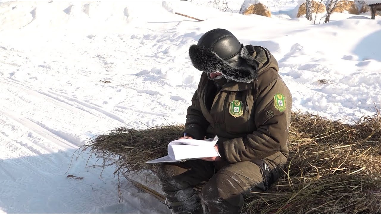 Сибирские охотоведы провели учёт численности диких животных // 28.01.26