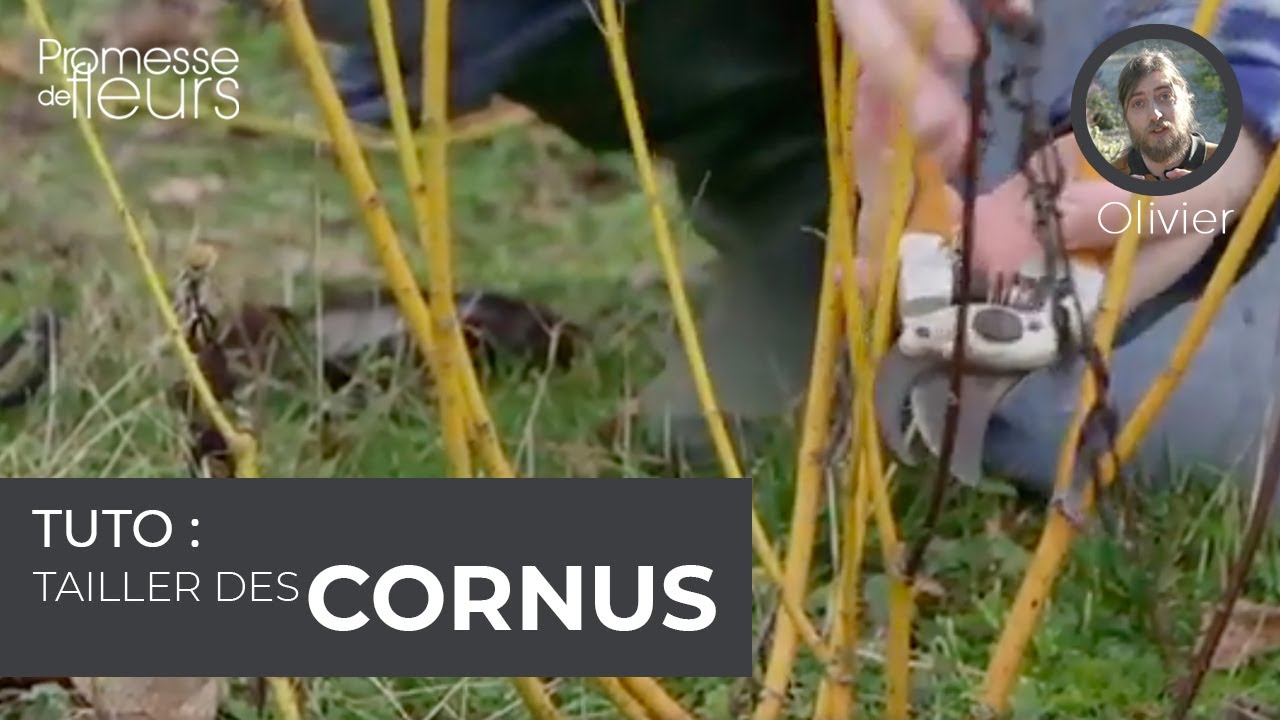 Tuto : tailler des cornus à bois décoratifs