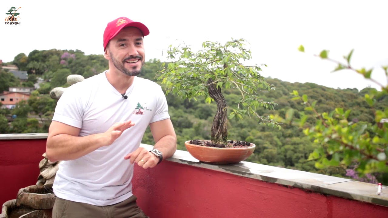 BROTO LADRÃO E GALHO DE SACRIFÍCIO QUAL A DIFERENÇA  ABC DO BONSAI RESPONDE
