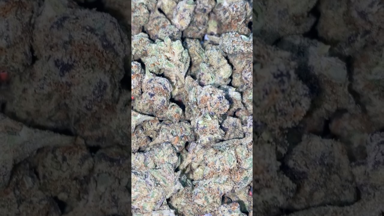 Pink Certz QP