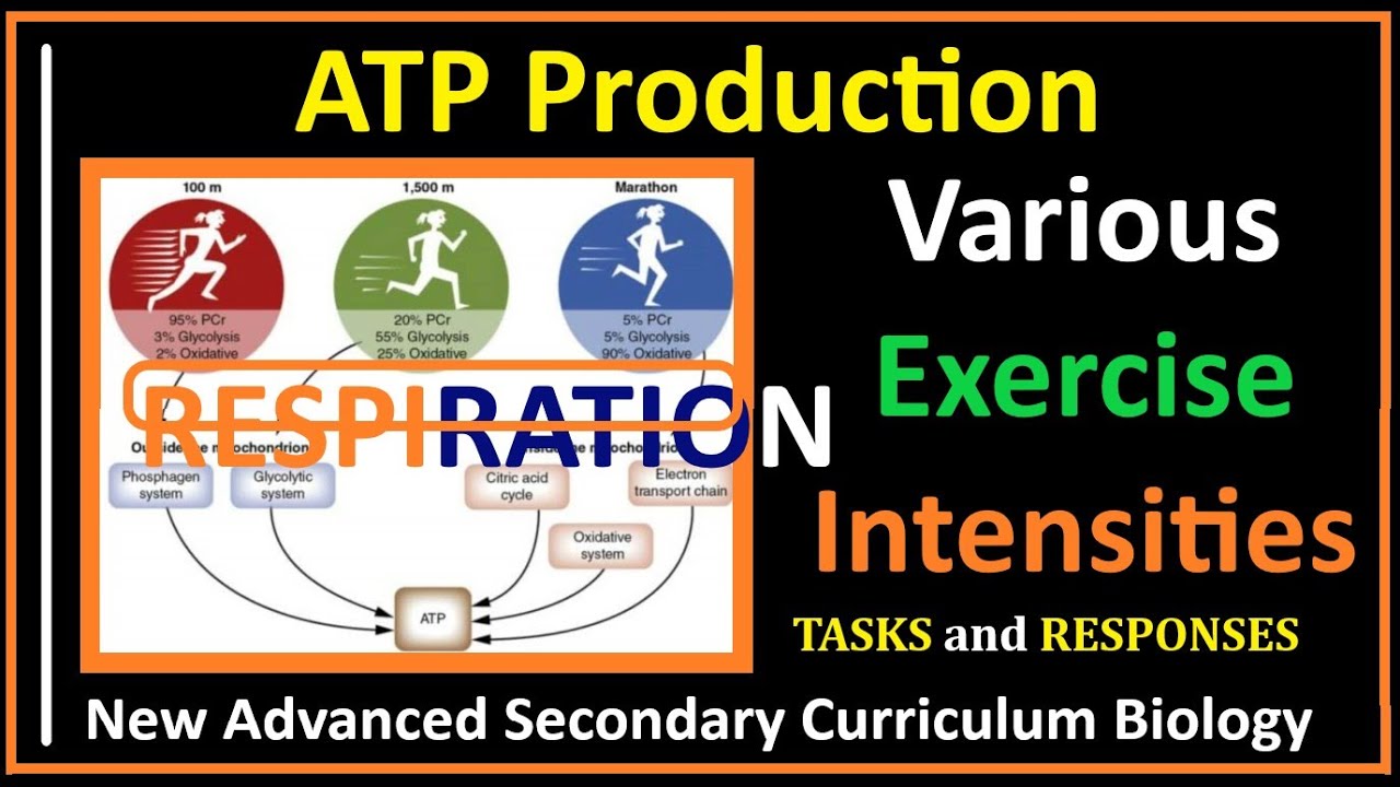 Respiration-9- How ATP Production Changes During Various Exercise Intensities.