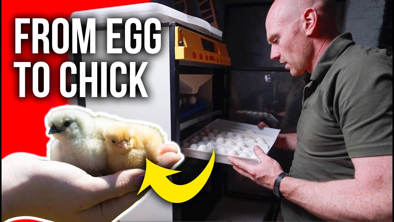 LET'S HATCH SOME CHICKS! - How we incubate our eggs START to FINISH