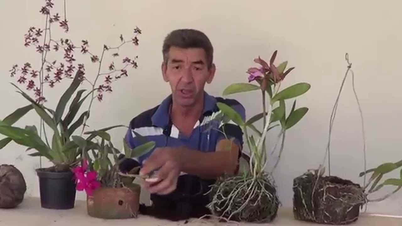 Como salvar uma orquidea doente 1° parte