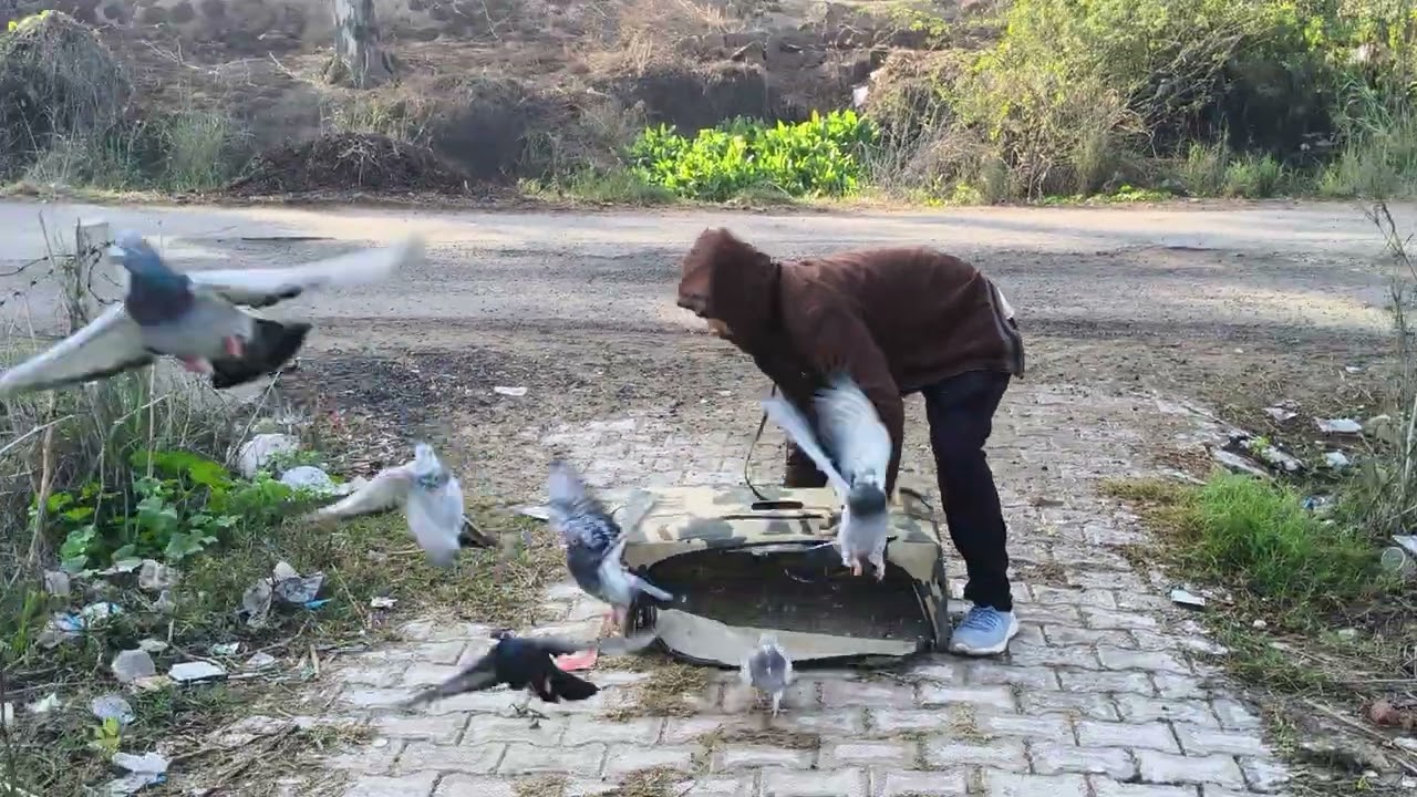5 tossing racing pigeons #kabutarbazi #pigeon 