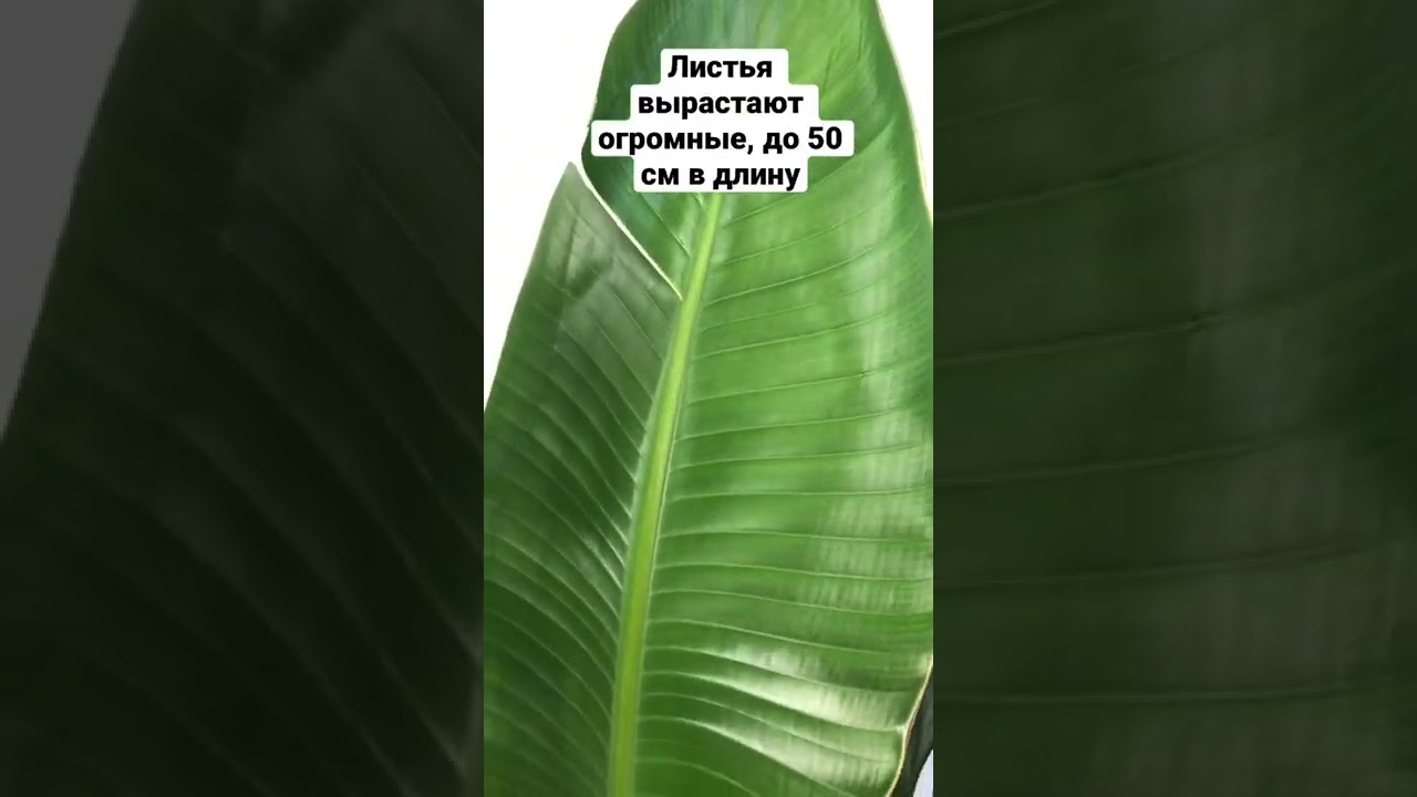 Стрелиция &ndash; удивительное растение, которое стало популярно среди цветоводов.