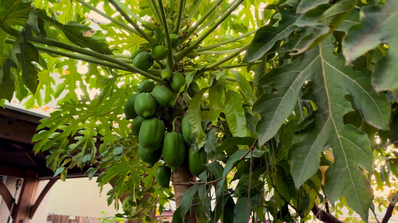 Tropical Fruit Trees & Winter, No Problem!