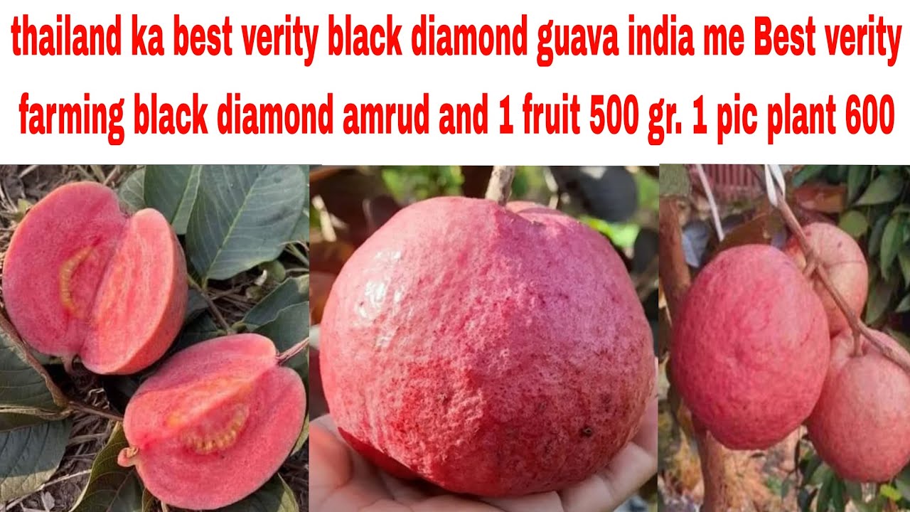 Thailand ka best verity black diamond guava and farming kese kare A2Z jankari milegi l 7478411841