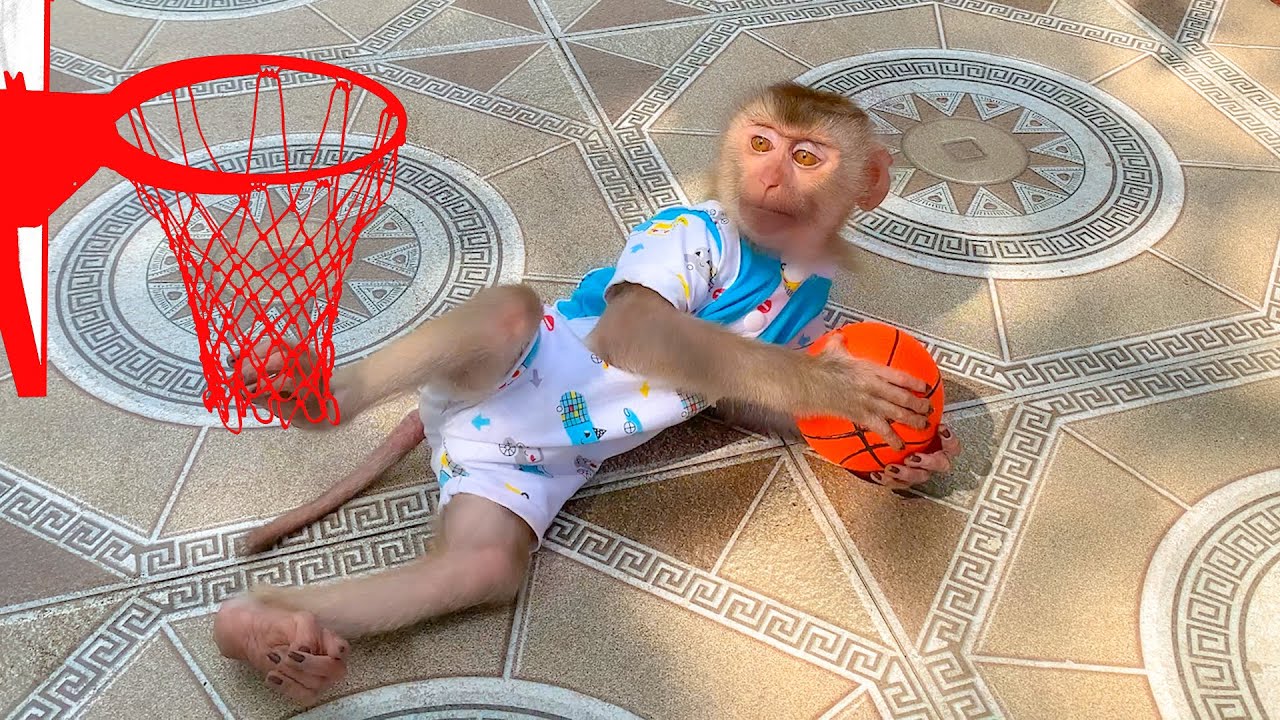 Monkey Puka happily plays with a basketball