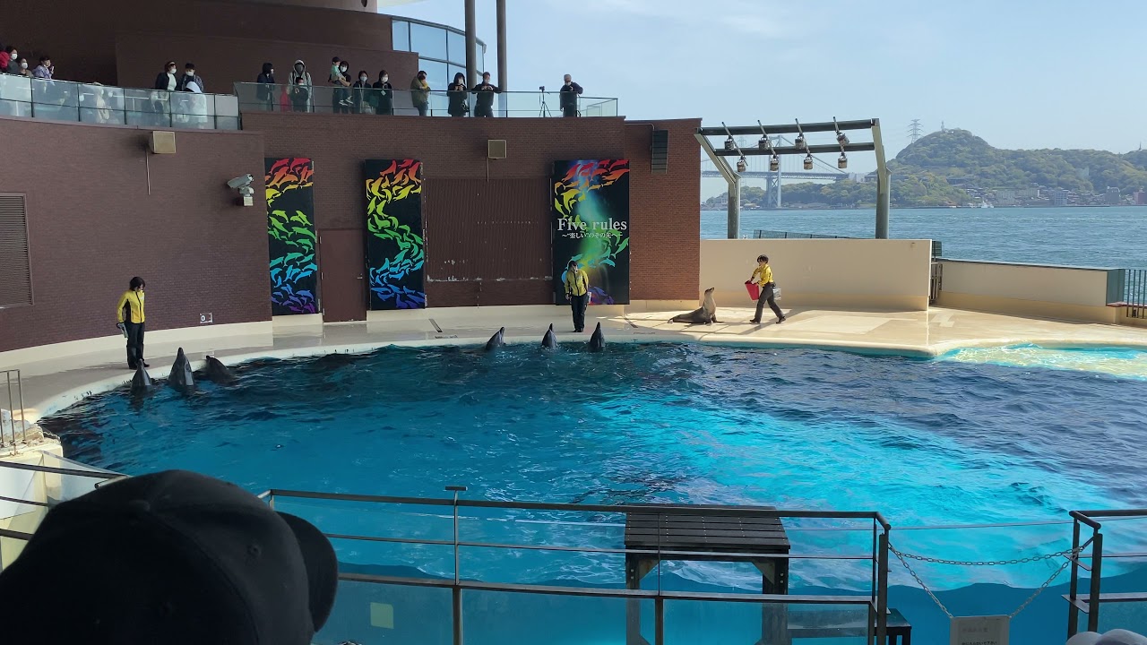 海響館でのイルカのショー