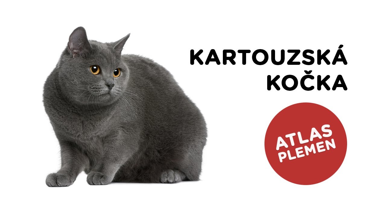 Kartouzská kočka - Atlas plemen - Tlapka TV