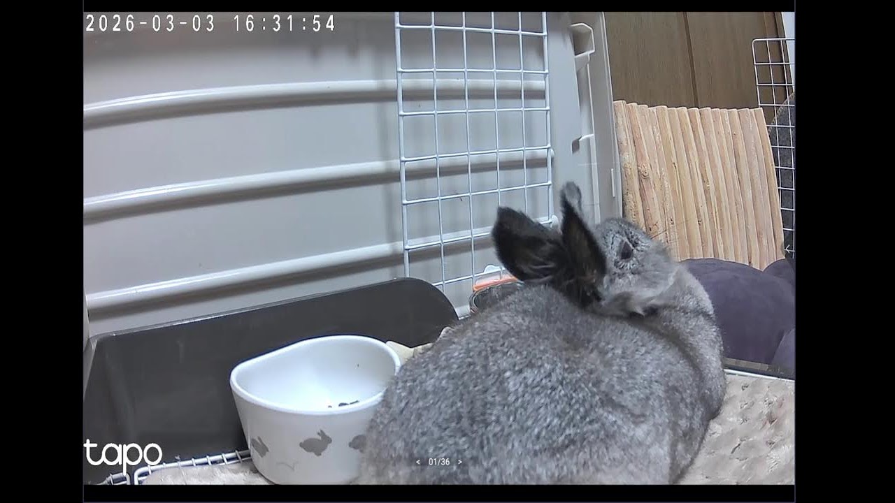 【うじゅら】お昼のうじゅらちゃん
