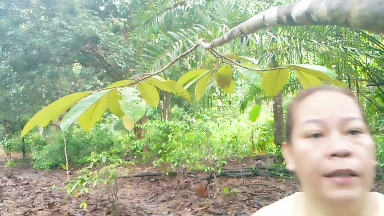 cari dabai durian d kebun buah buahan
