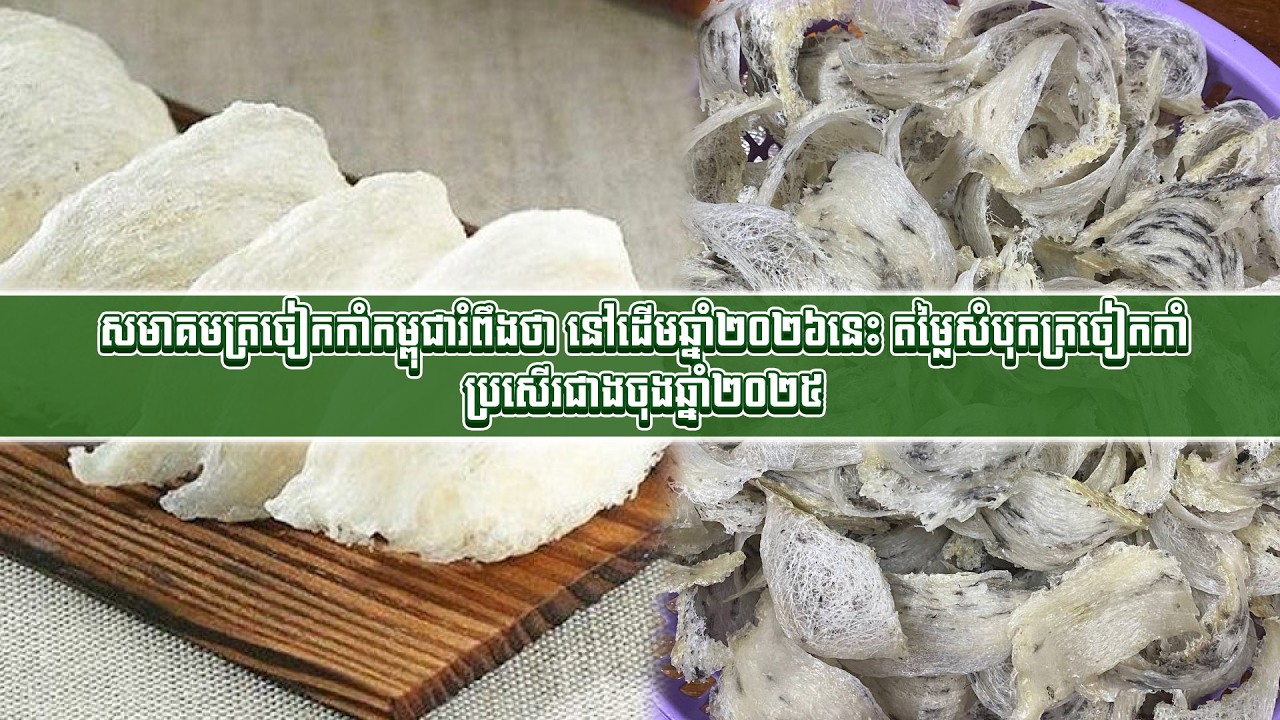 សមាគមត្រចៀកកាំកម្ពុជារំពឹងថា នៅដើមឆ្នាំ២០២៦នេះ តម្លៃសំបុកត្រចៀកកាំប្រសើរជាងចុងឆ្នាំ២០២៥