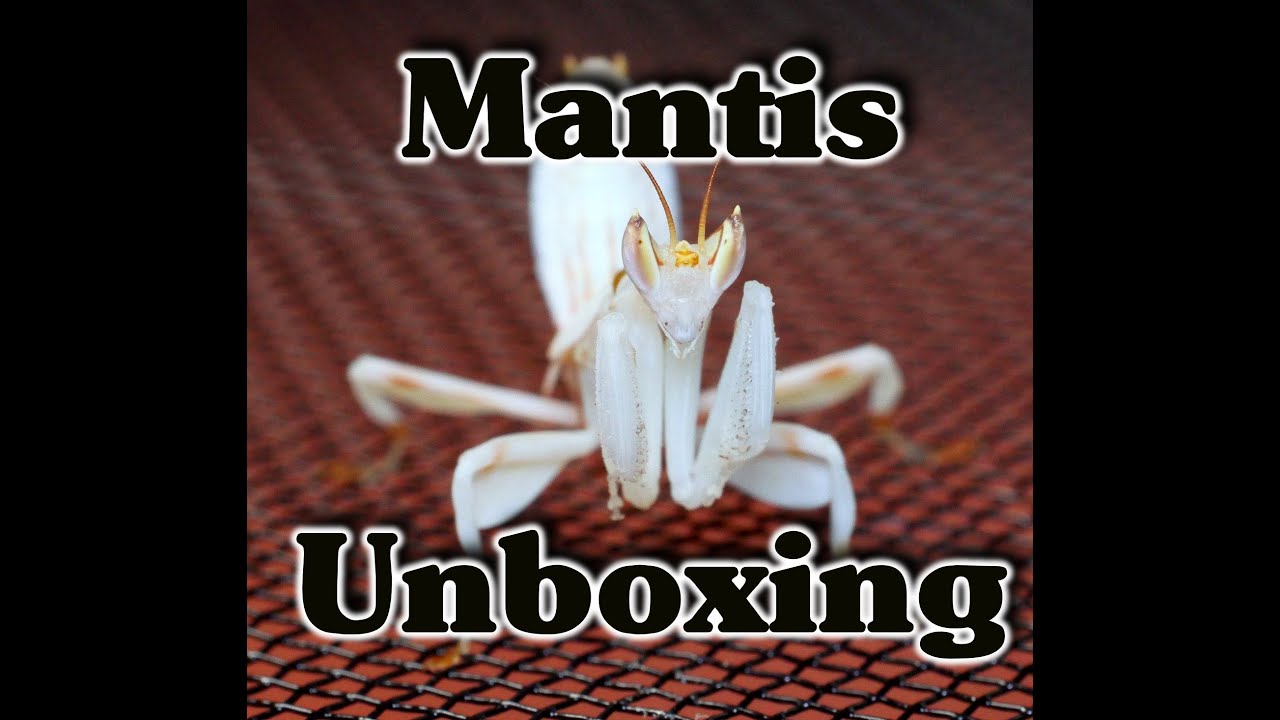 Unboxing Creobroter ssp Yunnan and Hymenopus coronatus (Asian flower Mantis & Orchid Mantis)
