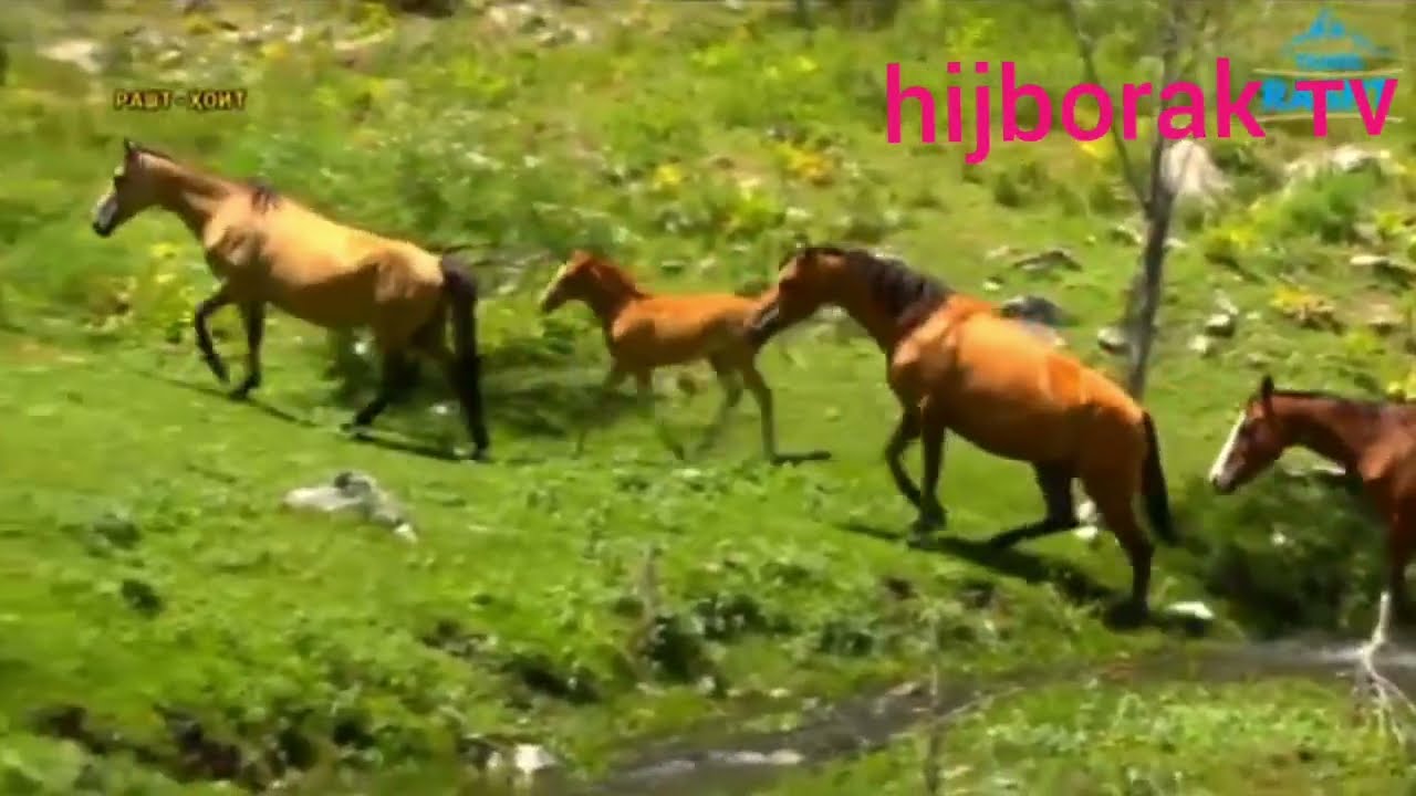 омин дар намоз аз нигохи ахноф чигунахаст