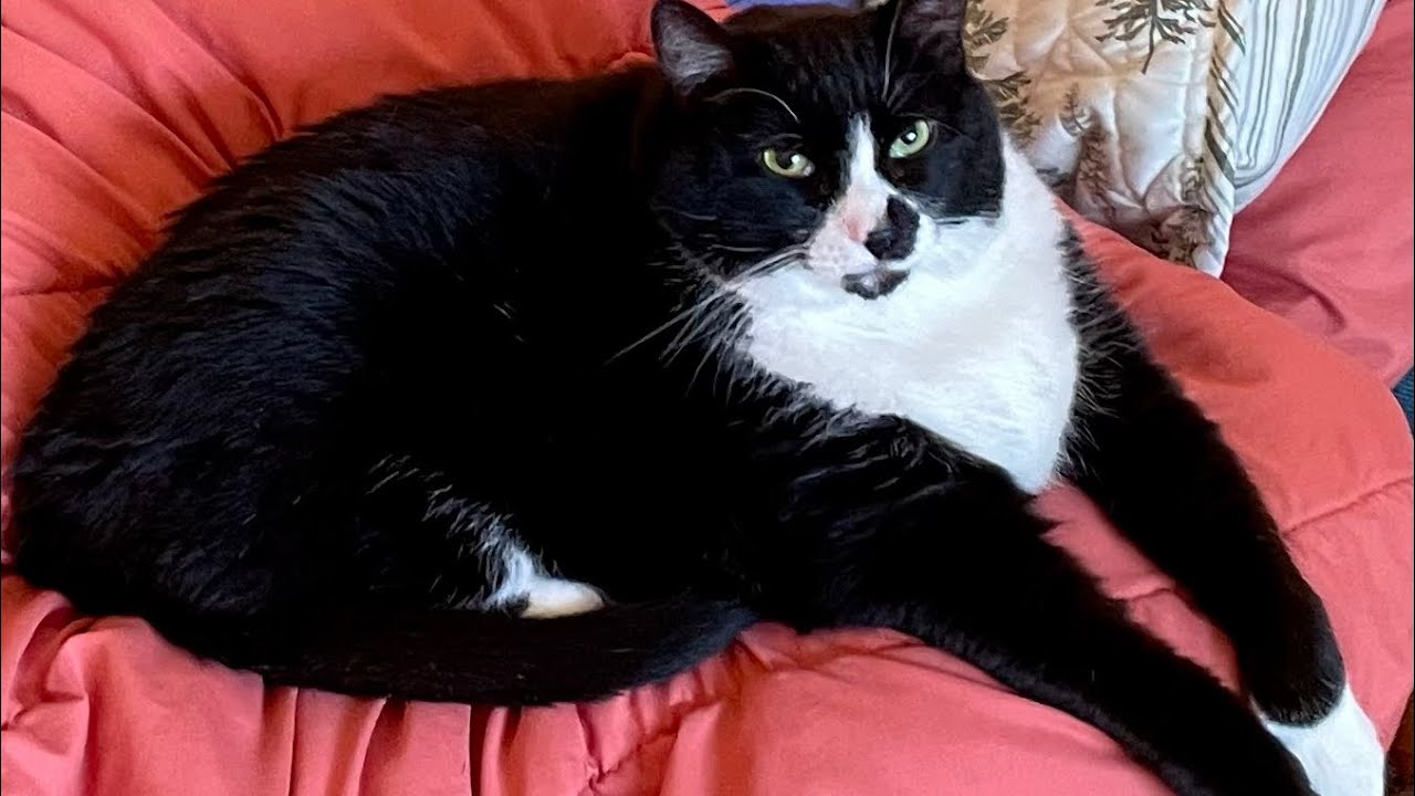 ASMR with My Cat Cooper: Brushing Fur&hellip; Until He Bit Me! 👿😺