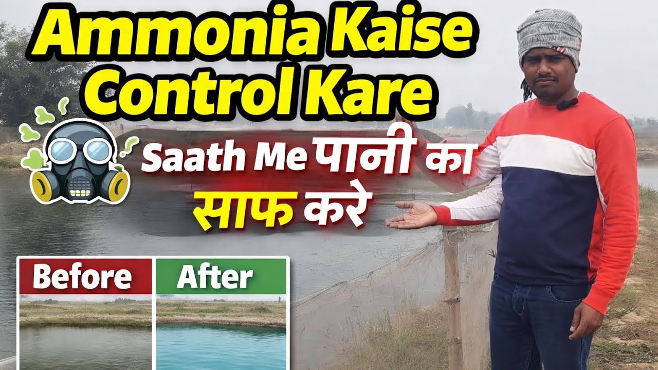 एक दवा मछली को ठंड मे मरने से बचाव करे #winterfishfarming #smallpond 