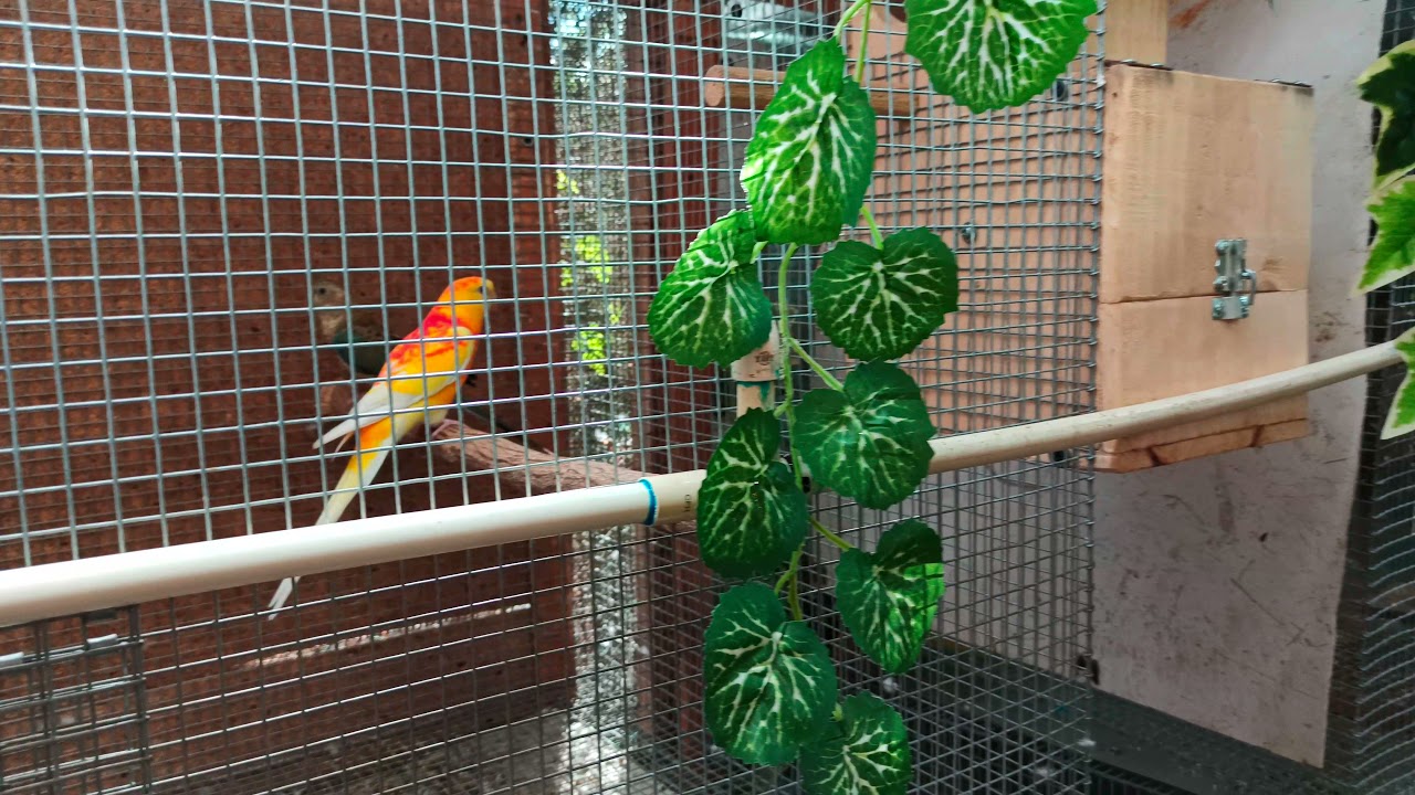 aviariopayan@hotmail.com
