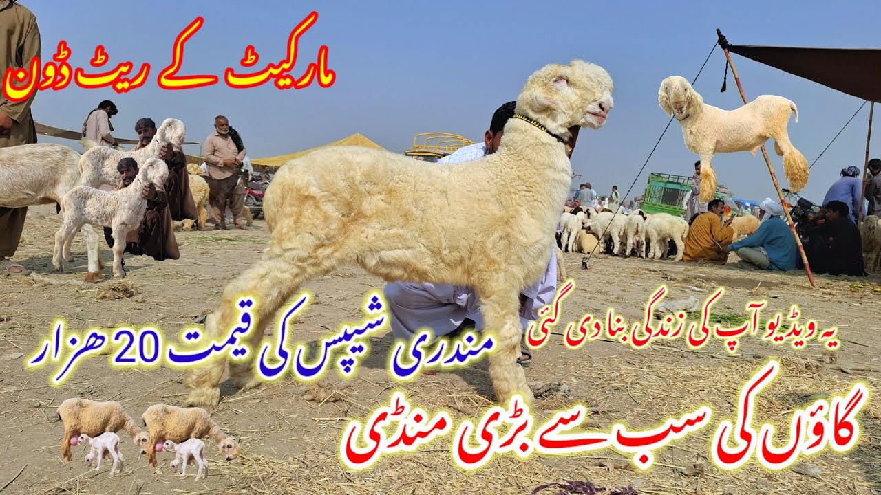 20 November 2025 گاؤں کی سب سے سستی ترین مندرہ چھترہ مارکیٹ کی اپڈیٹ 03186372506