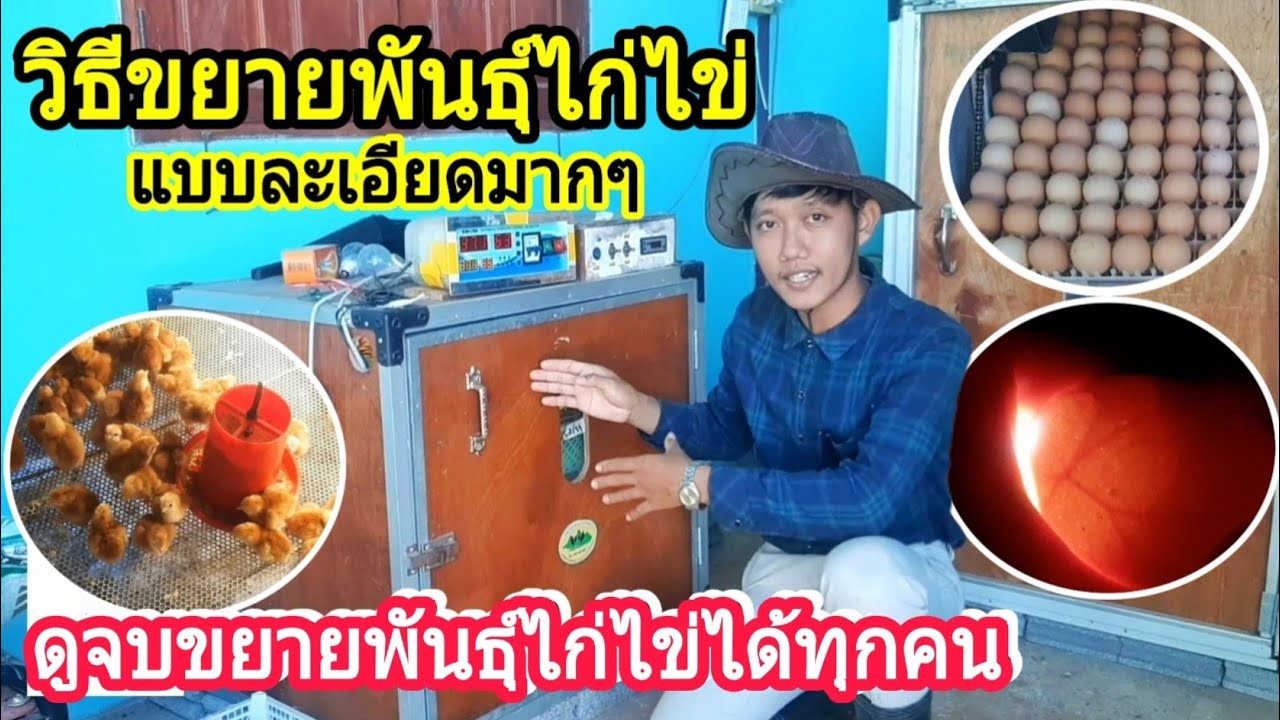 วิธีขยายพันธุ์ไก่ไข่ แบบละเอียดมากๆ (ดูจบขยายพันธุ์ไก่ไข่ได้ทุกคน) : SMILE FARM