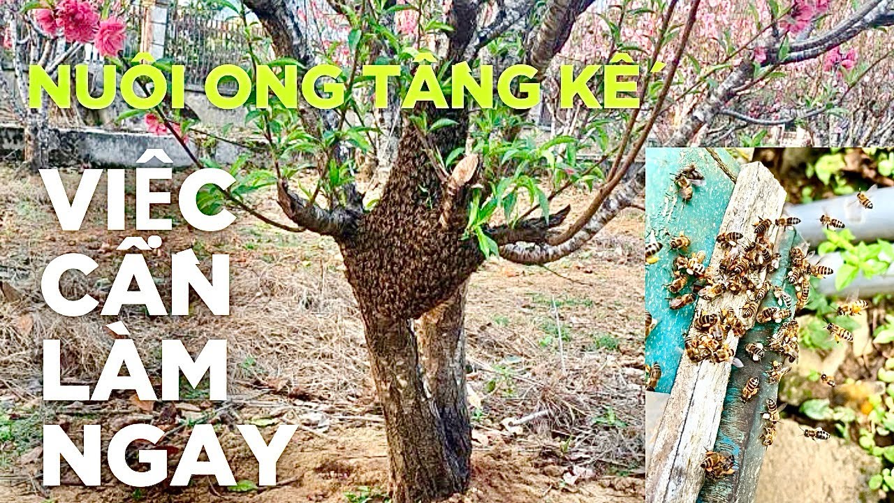 Kỹ Thuật Nuôi Ong Tầng Kế: Thời Điểm Quyết Định Thành Bại