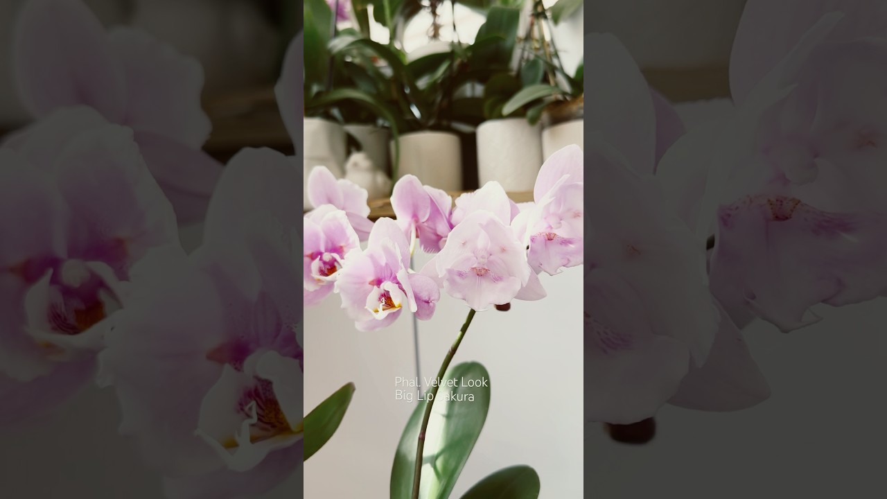 Phal. Velvet Look 🌿Big Lip Sakura #orchid #орхидеякорень #орхідеї #plants #цветущиеорхидеи