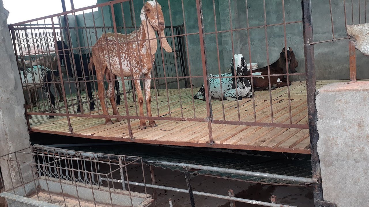 modern rooftop elevated shed for goats complete | complete information