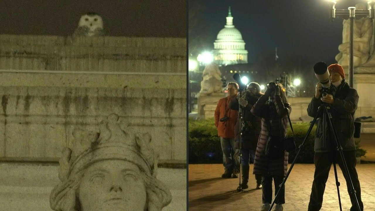Un b&uacute;ho nival del &Aacute;rtico causa sensaci&oacute;n en Washington | AFP
