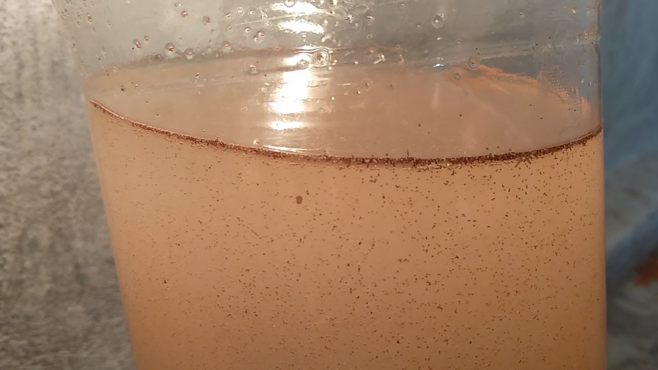 Hatching Brine Shrimp Eggs. Decapsulating Artemia Cysts.