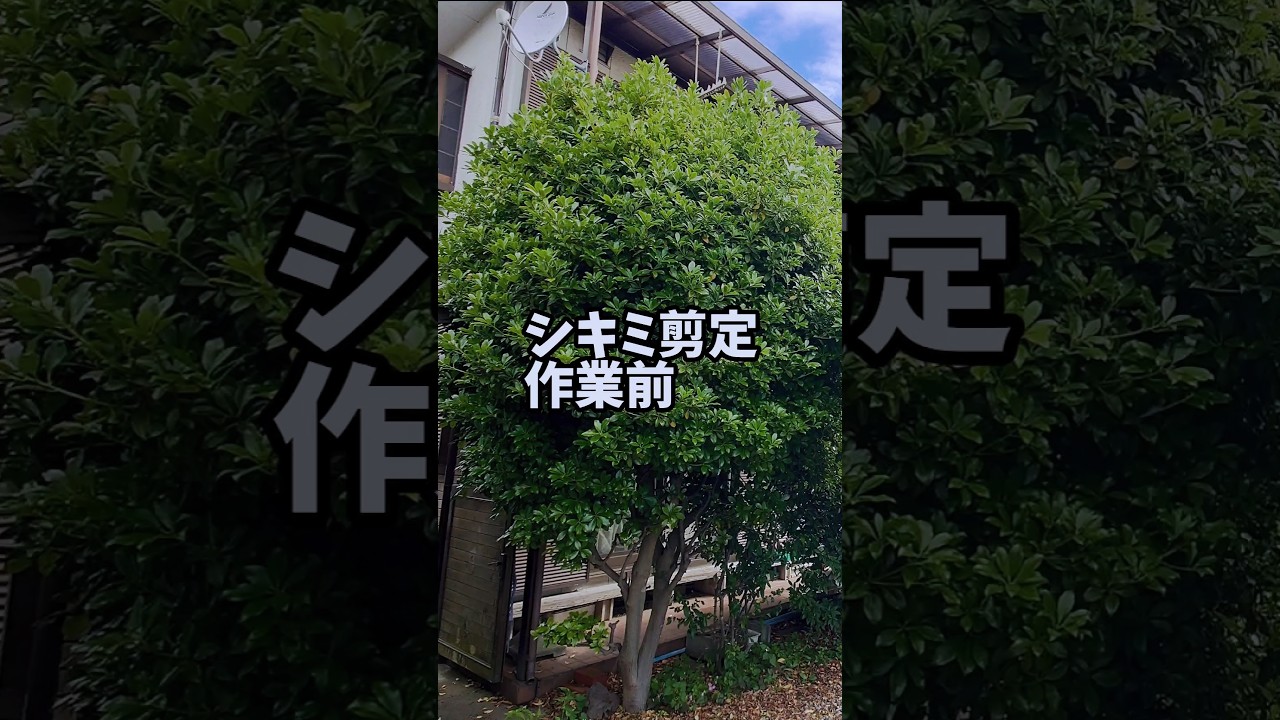 【剪定】シキミ剪定  Before-After